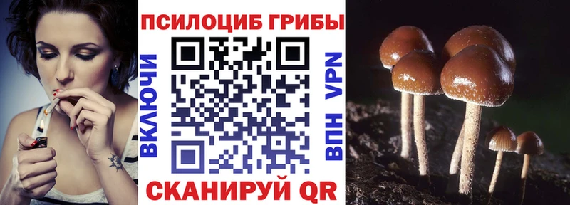Купить  Карталы  Галлюциногенные грибы Psilocybine cubensis 